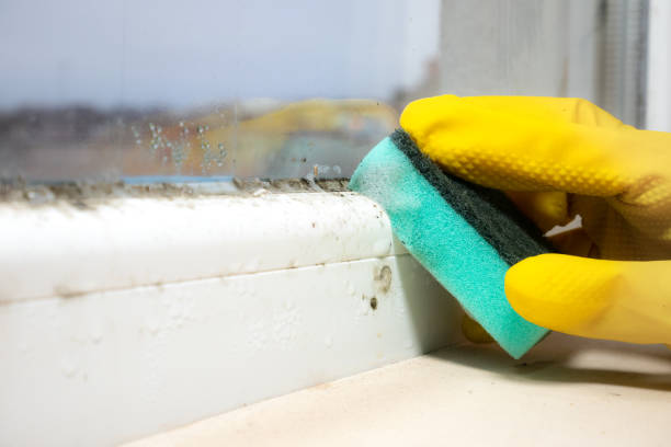 Trusted Batesburg Leesville, SC Mold Removal Experts